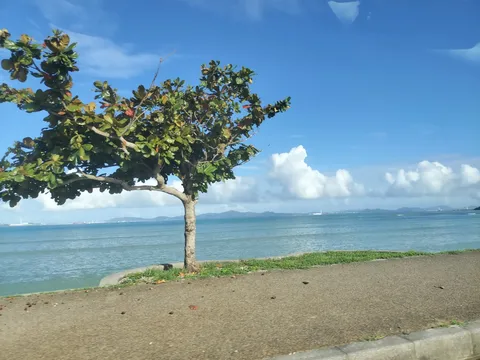 海辺の木と青空の午後