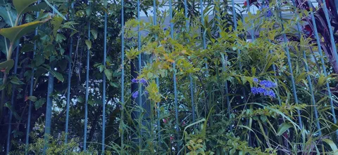 藍色の柵と草花の静けさ