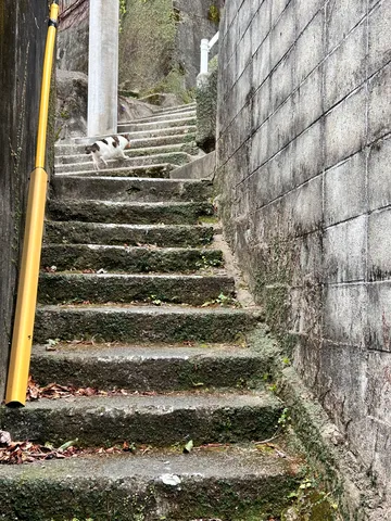 猫さん、階段で一服中？