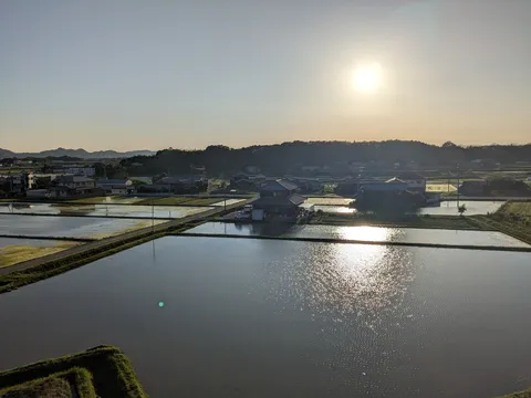 夕陽に照らされる水田の反射