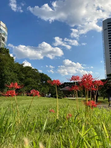 都会に咲く、燃えるような彼岸花