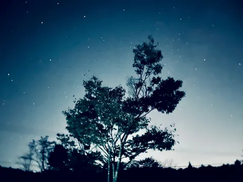 静寂の夜空、星降る木々