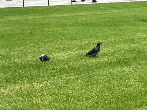 芝生と二羽の鳩