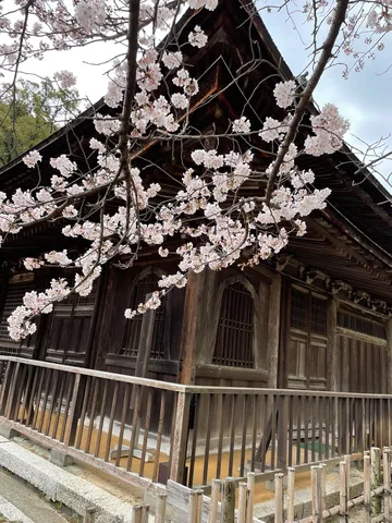 古刹に舞う桜の儚さ