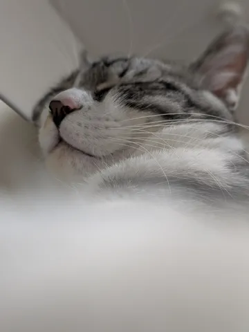 ( ¯꒳¯ )ｵﾈﾑ