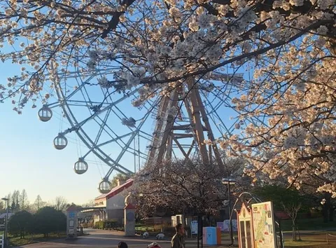 満開の桜と空に映える観覧車