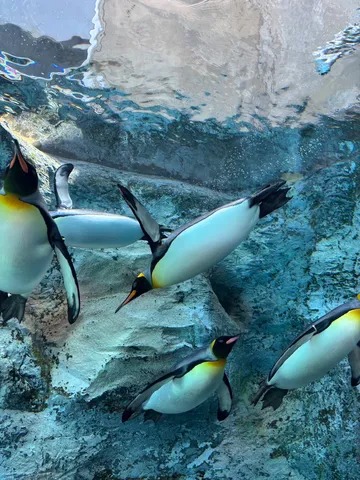 水中を優雅に泳ぐペンギンの群れ