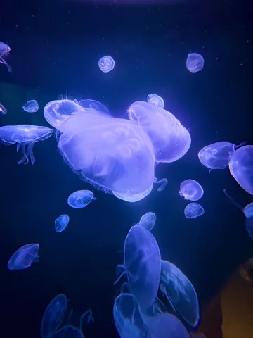 青い海月のゆらめき