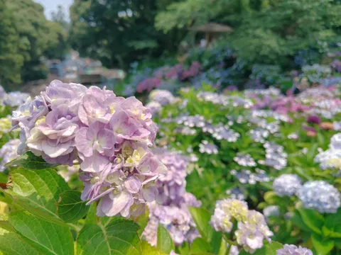 紫陽花畑に迷い込んだ気分