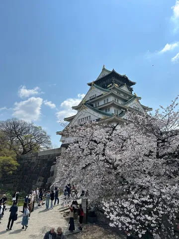 春爛漫、古城に咲く桜