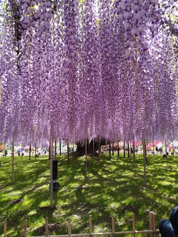 紫の花が揺れる庭園