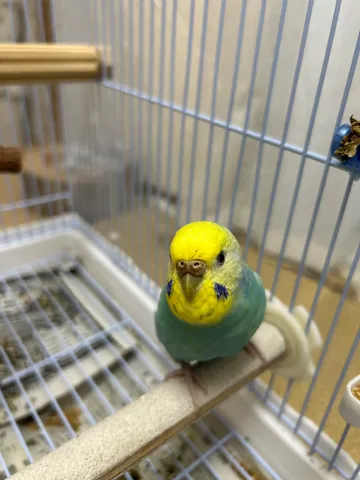 ケージの中の小さな訪問者