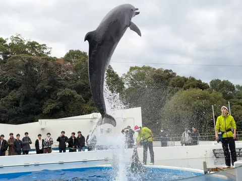 イルカの華麗な大ジャンプ