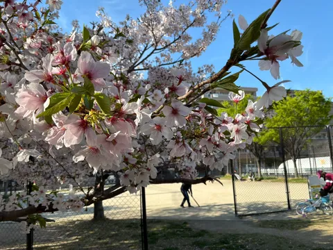 春風に舞う桜、日常の風景