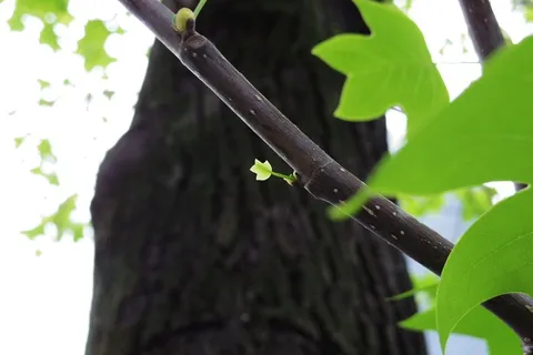 枝の上の小さな新緑
