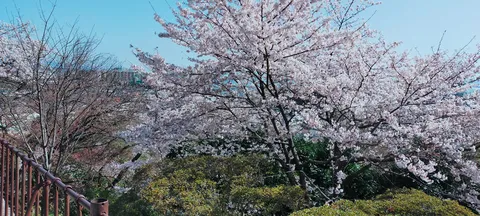 満開の桜と都会のコントラスト
