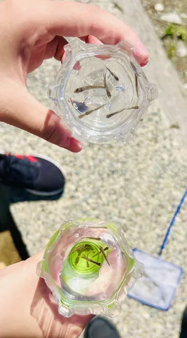 捕まえた小さな魚たち