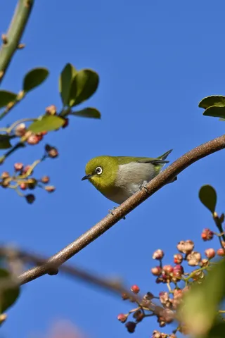 青空に映える、丸い瞳の小鳥