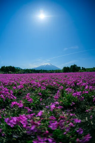 富士山と芝桜の絶景