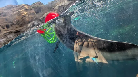 水中の生き物とおもちゃ