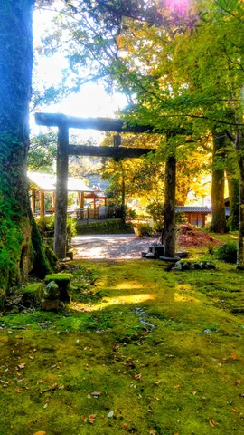 静寂を包む光の鳥居