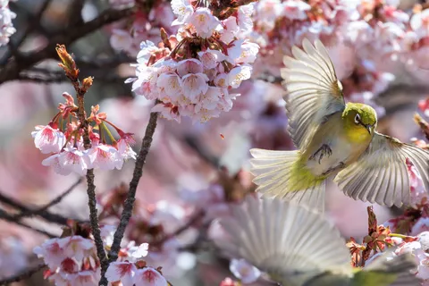 桜の中でアクロバット飛行