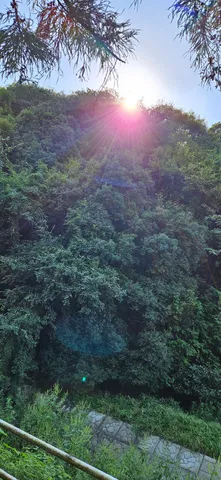 木々の向こう、鮮やかな陽光