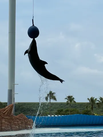 ボールと水しぶきのシンクロ率！