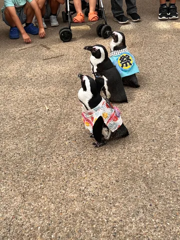 お祭りペンギン、集まれ！