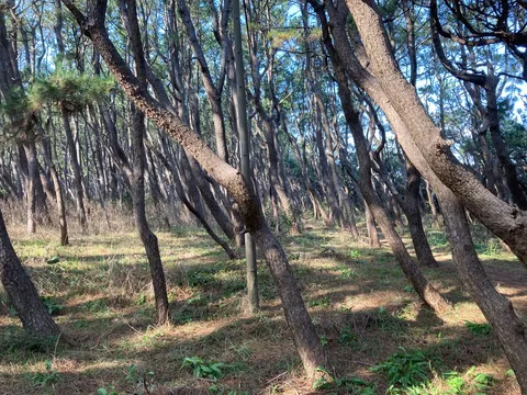 木漏れ日の森の小道