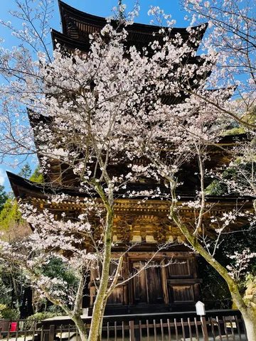 青空に映える、古刹と桜