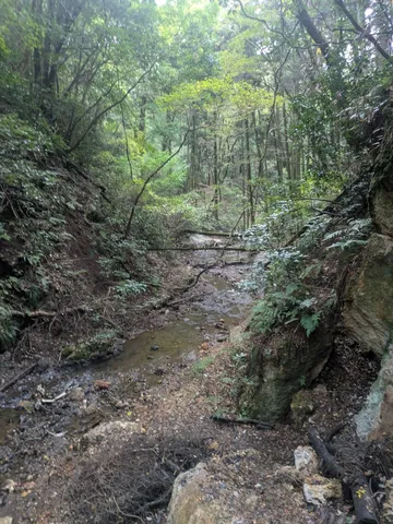 森の奥深く、静寂の渓流