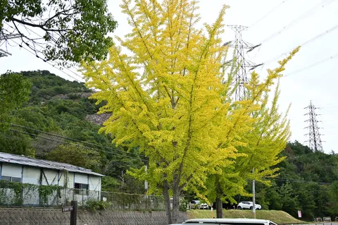 黄金色の風景の記憶