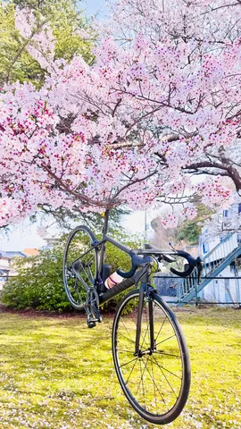 桜と愛車の春の一瞬