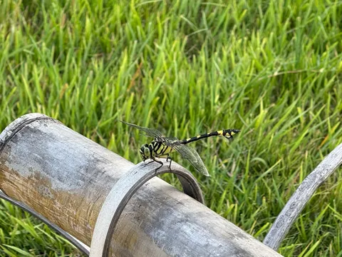 雨上がり、止まり木に止まるトンボ