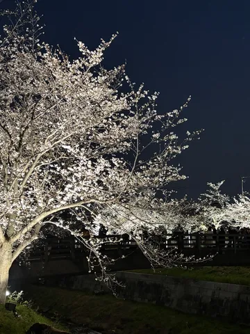 夜桜、光の吐息