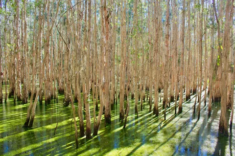 水面に映る木漏れ日の幻想郷