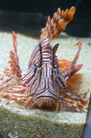 海の竜がひょっこり寄る