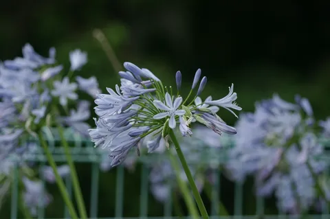 青い小花の繊細な集い