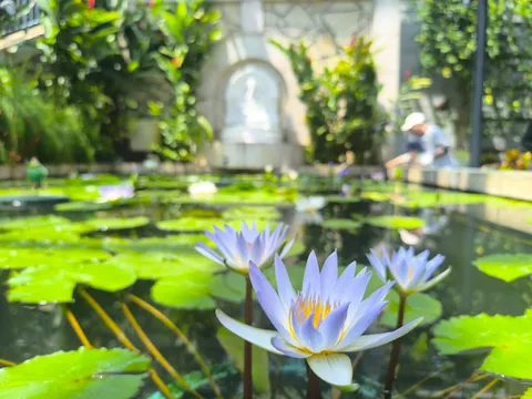 静寂の蓮池に差し込む光