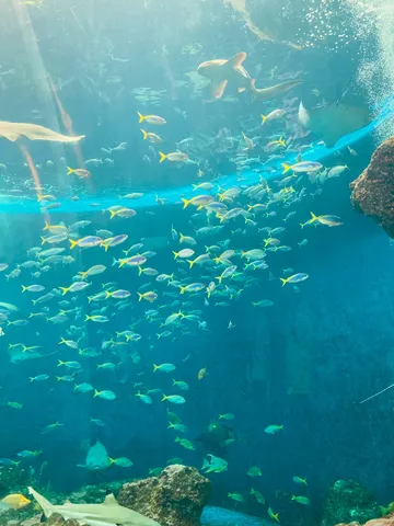 悠久の水中散歩