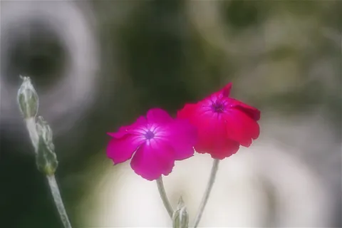 つぼみと咲き誇る二輪