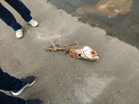 力尽きた魚と、見守る視線