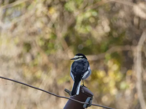 何処へ行く？風切る鳥