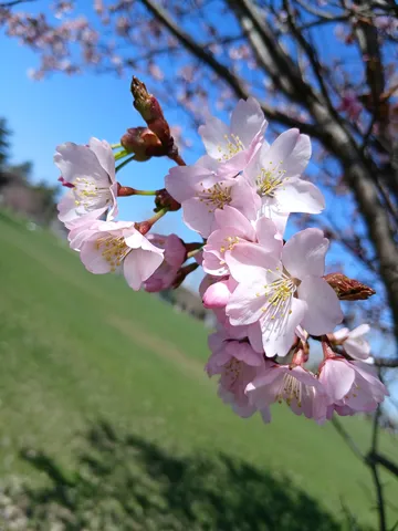 春の訪れ、桜色の薄明かり