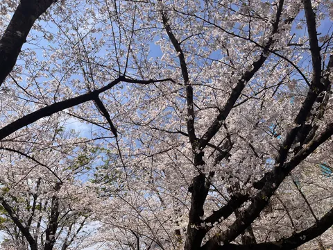 満開の桜と青空