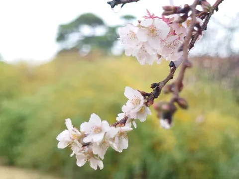 雨粒を纏う、淡い桜の儚さ