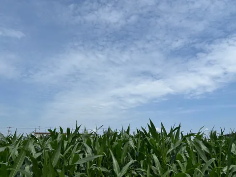 夏空とトウモロコシ畑のコントラスト