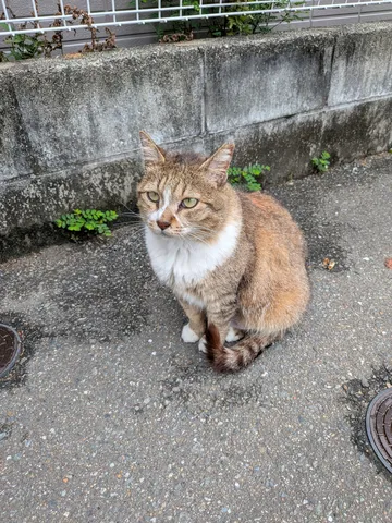 猫さんの日常、哀愁漂う瞬間