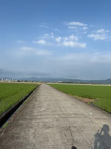 緑と空、道がつなぐ風景